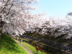 佐保川の桜1